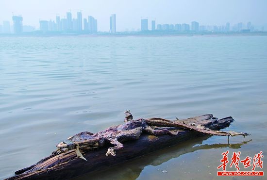 23日上午,浏阳河与湘江交汇的地方发现了一条鳄鱼的尸骸。 记者 唐俊 摄